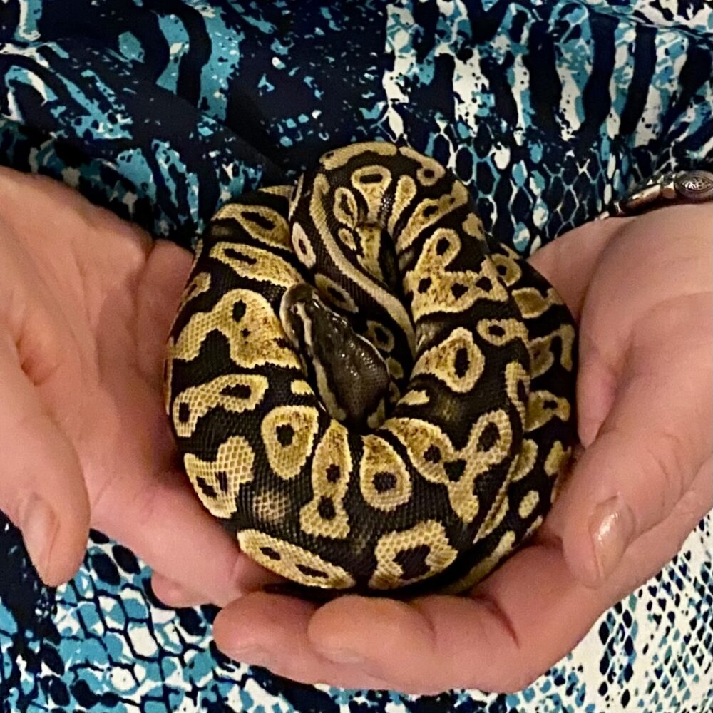 Sandy - Pastel Yellowbelly het Desert Ghost