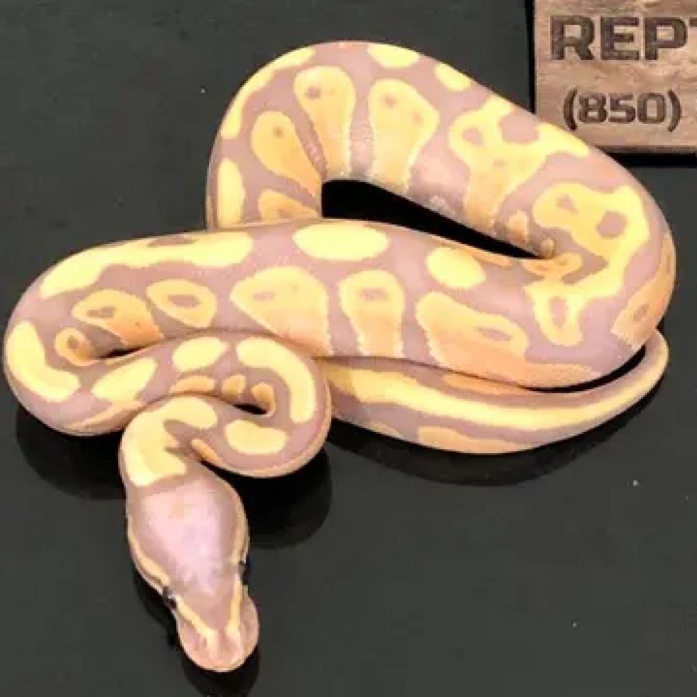 Banana Double Het Ultramel Piebald Ball Python