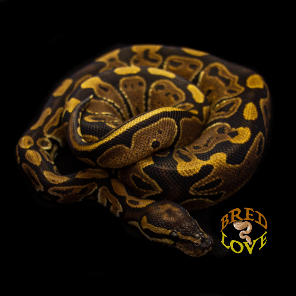 Beauty - Black het Pied Ball Python