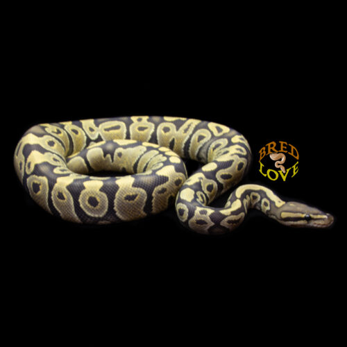 Butterscotch - Hypo Ball Python