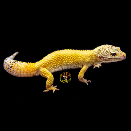 Carlos - Leopard Gecko