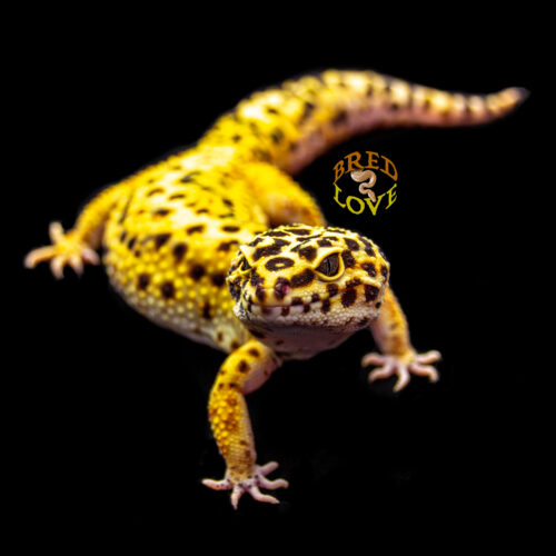 Charlie - Leopard Gecko