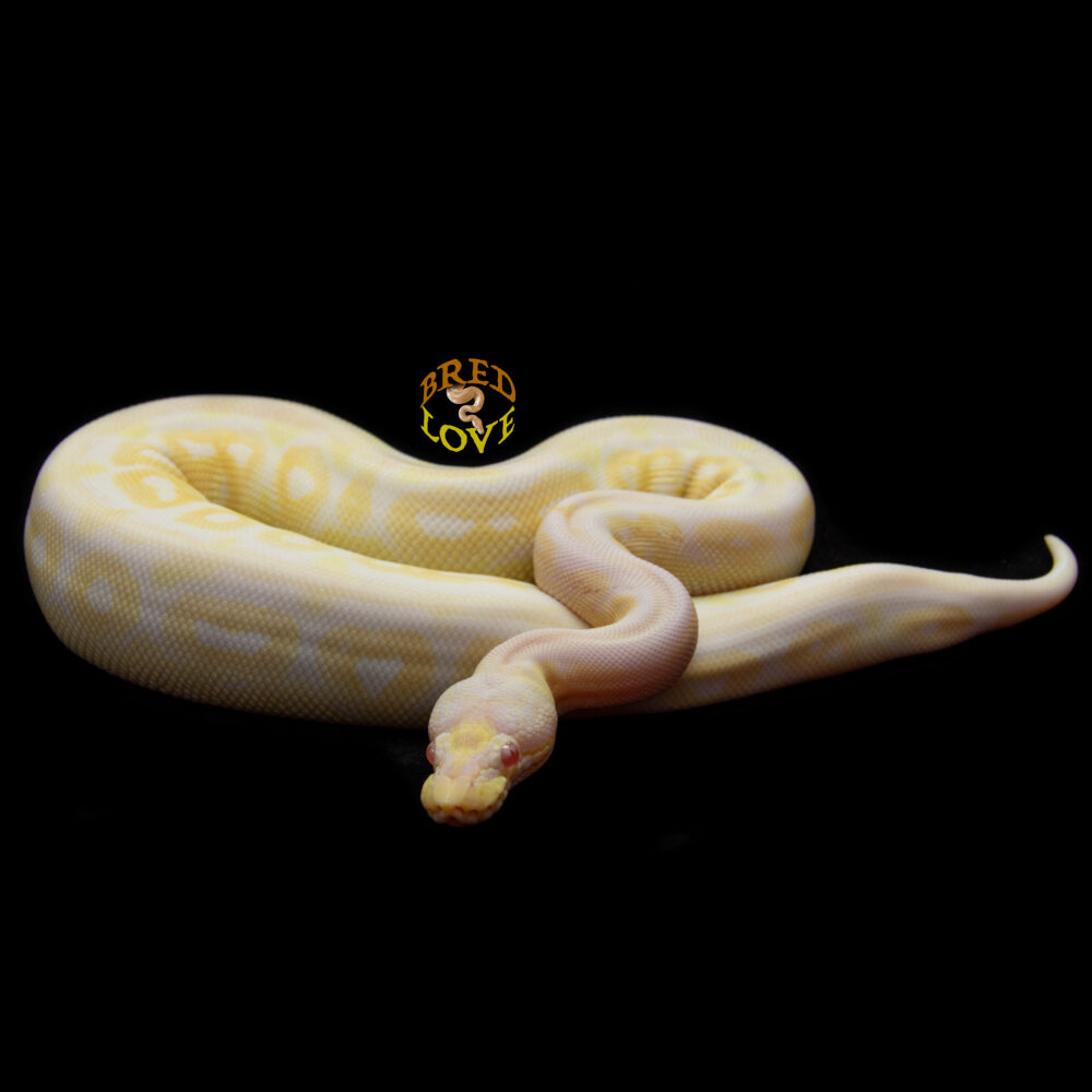 Cinnamon Roll - Pewter Albino Ball Python