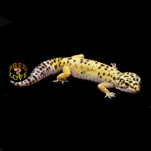 Clara - Leopard Gecko