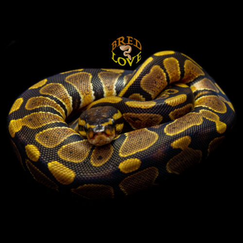 Fauna - Dinker Tri-Pos Ball Python