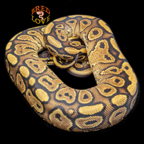 Flicker - Red Stripe Yellow Belly het Clown