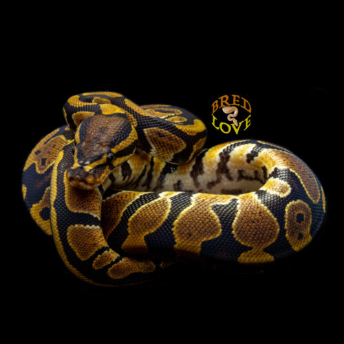 Flora - Dinker Tri-Pos Ball Python