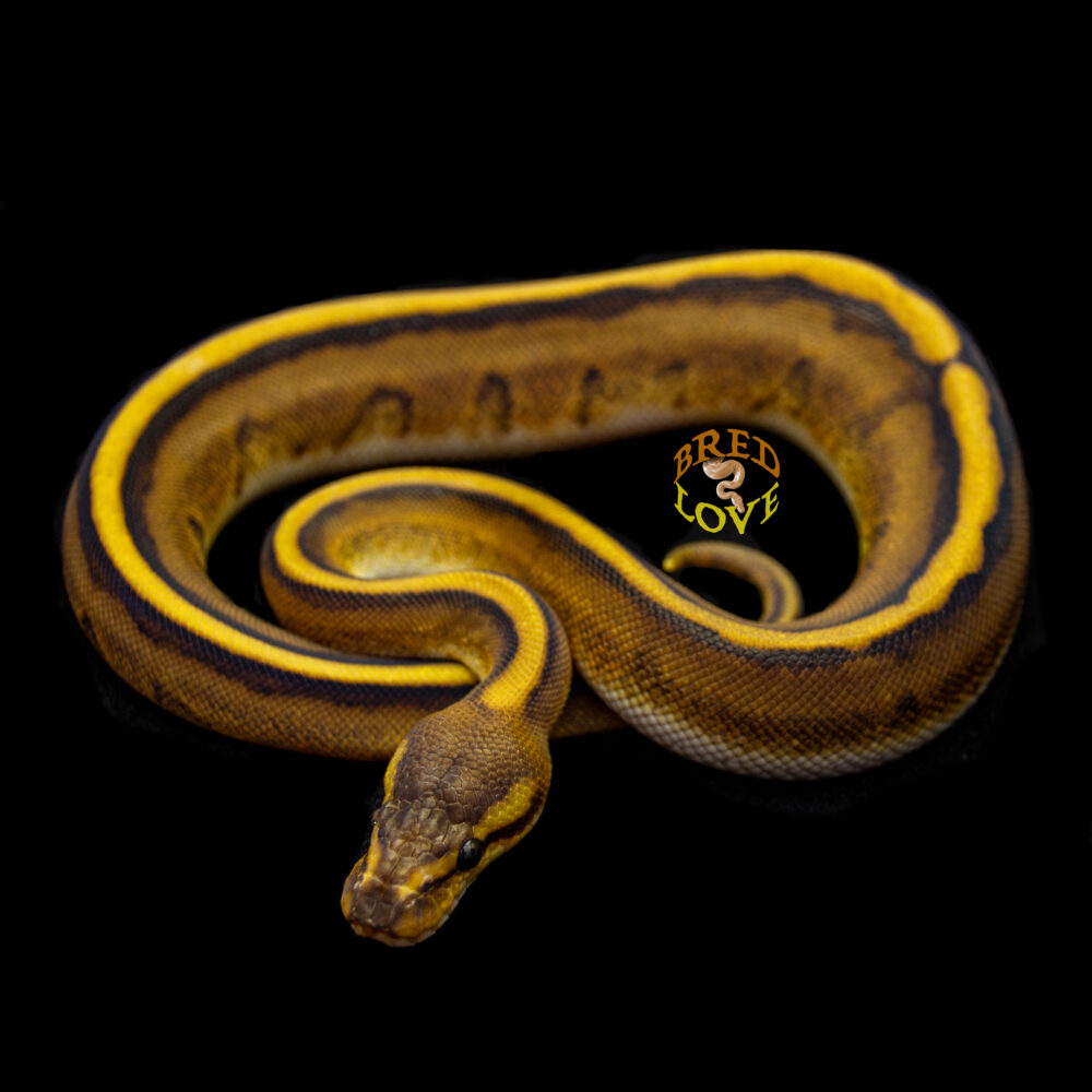 Guinevere - Genetic Stripe Ball Python