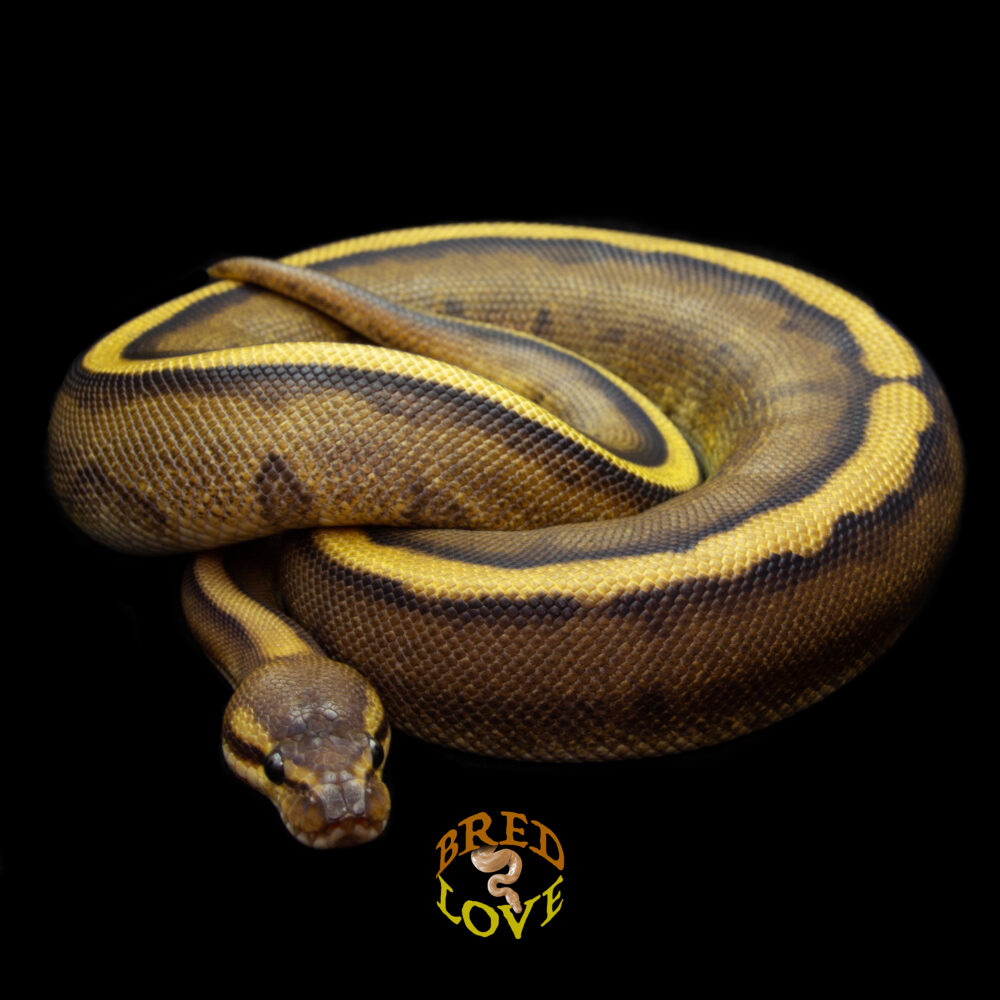 Guinevere - Genetic Stripe Ball Python