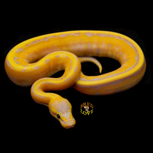 Gwaine - Banana Genetic Stripe