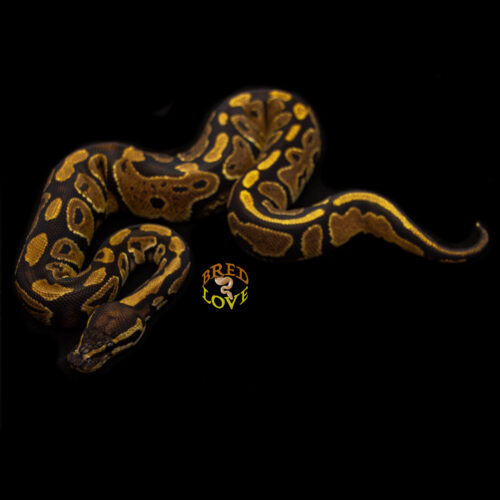 Indy - het Pied Ball Python