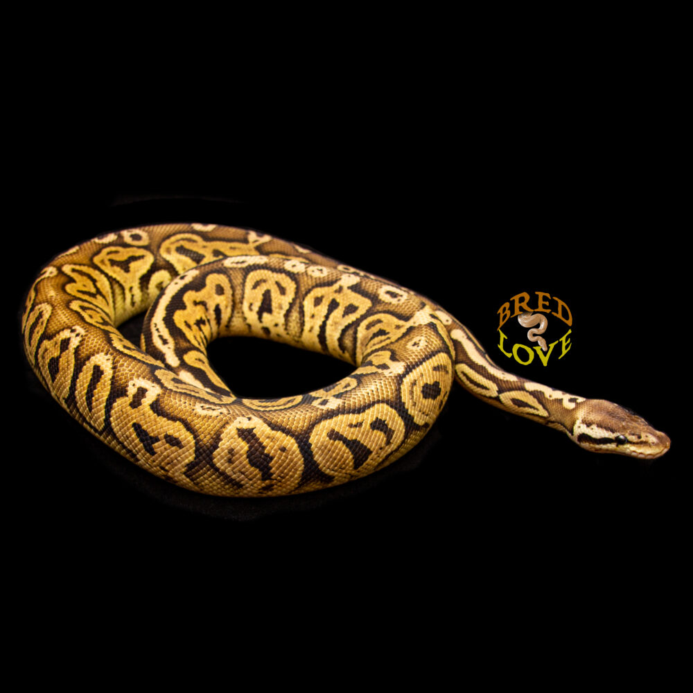 Lodestone - Black Pewter Ball Python