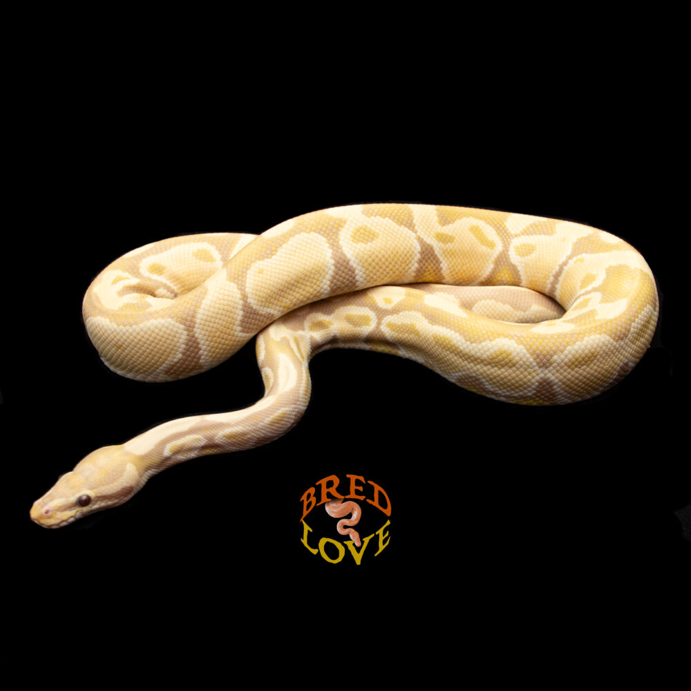 Mufasa - Candino Ball Python