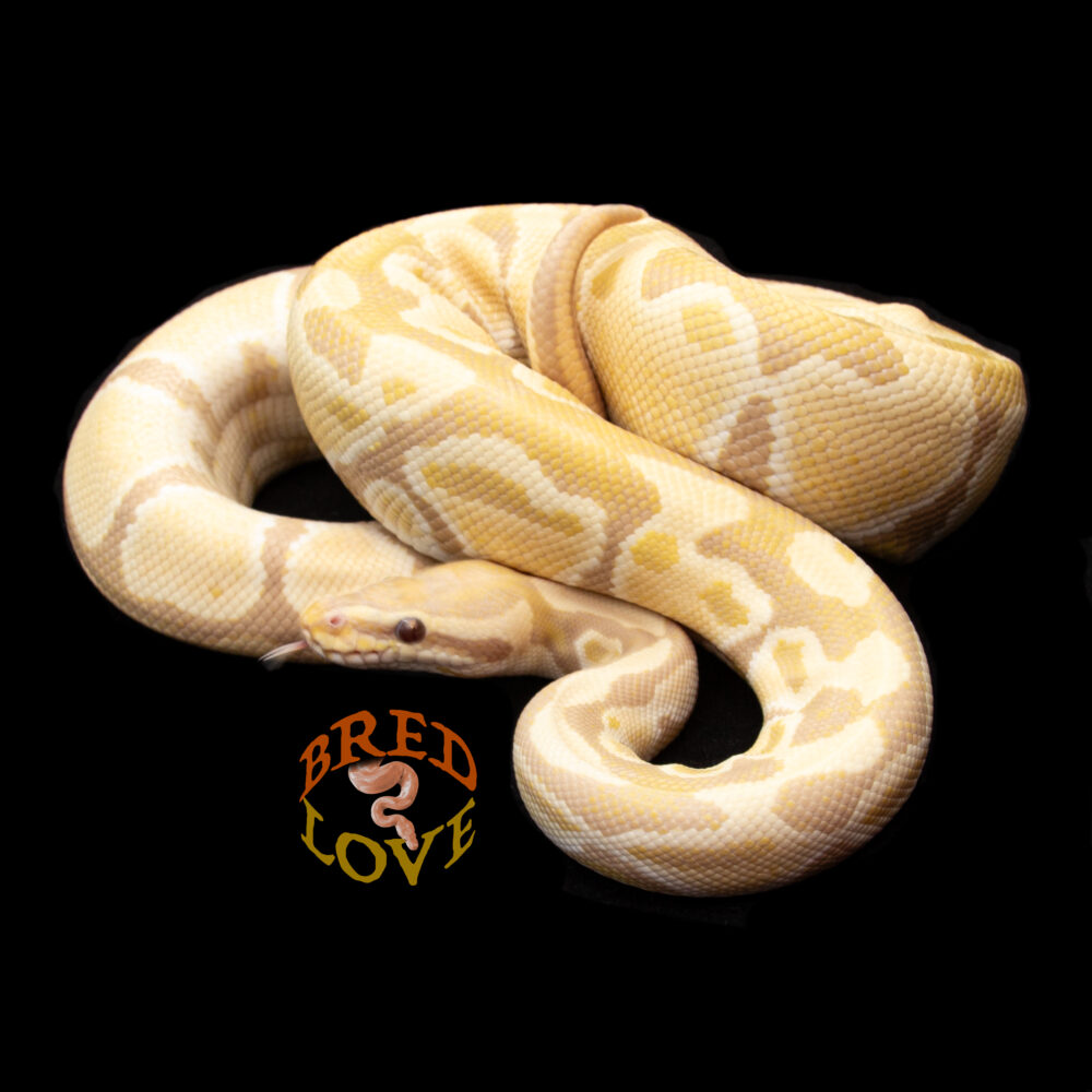 Mufasa - Candino Ball Python