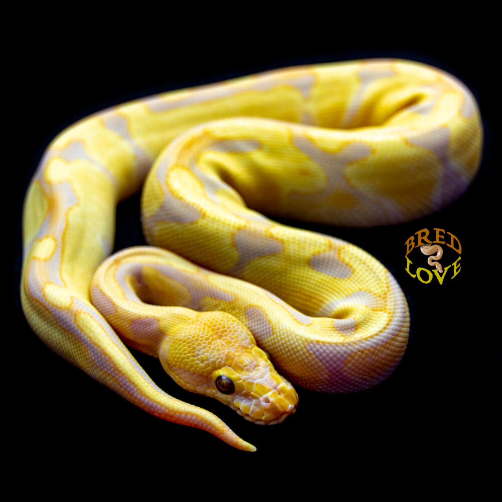 Nala - Candy Ball Python