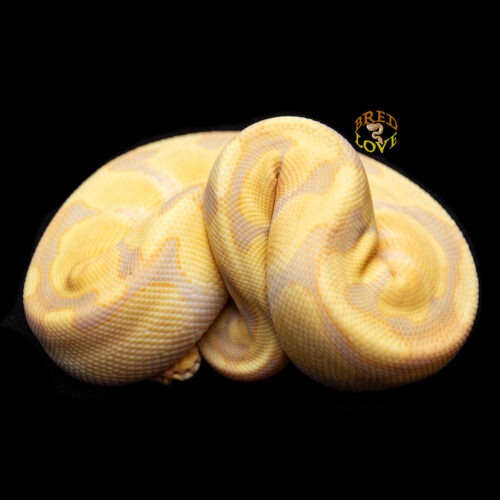 Nala - Candy Ball Python