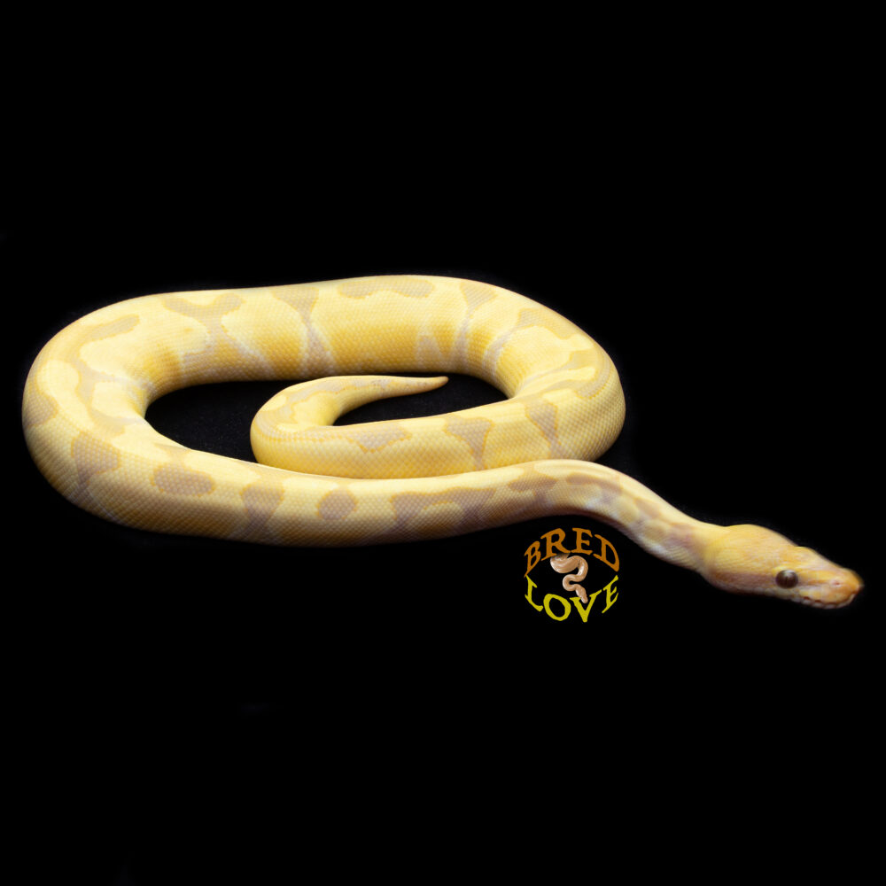 Nala - Candy Ball Python