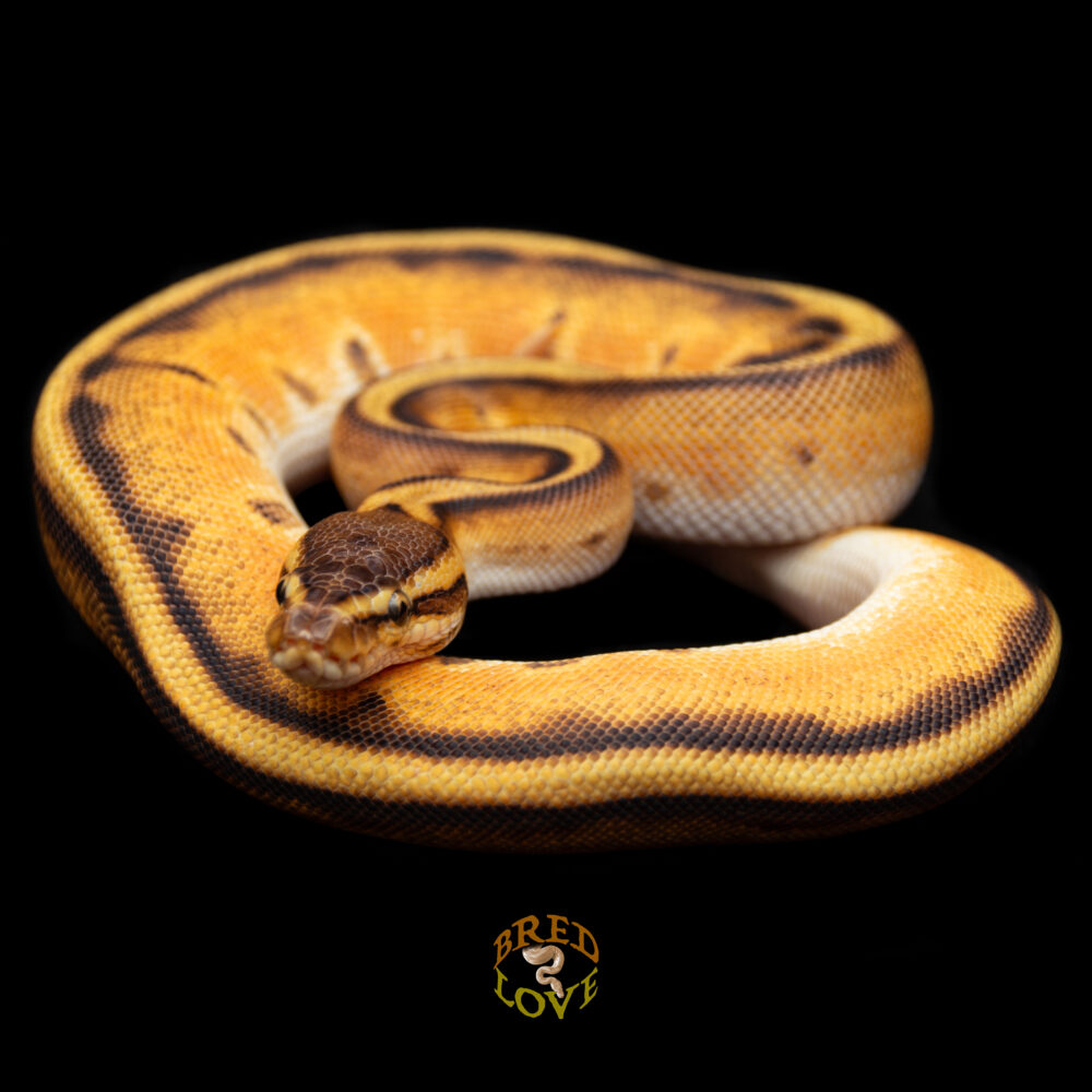 Nimue - Orange Dream Genetic Stripe