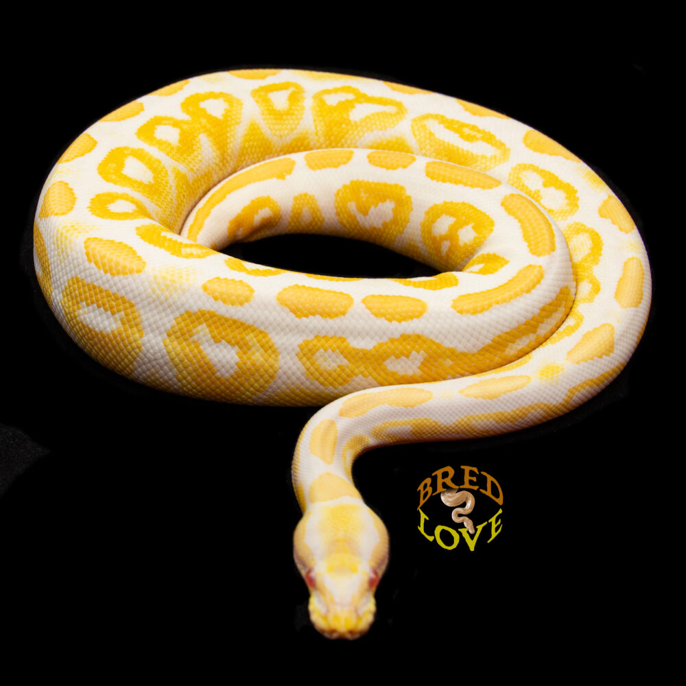 Peaches - Black Pastel Albino Ball Python