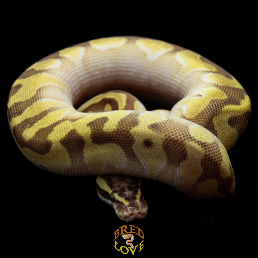 Peanut - Pastel Enchi Lesser Ghost Ball Python