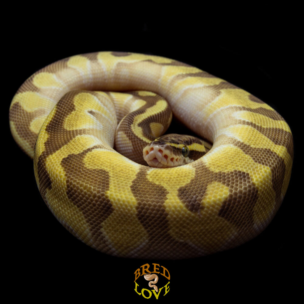 Peanut - Pastel Enchi Lesser Ghost Ball Python