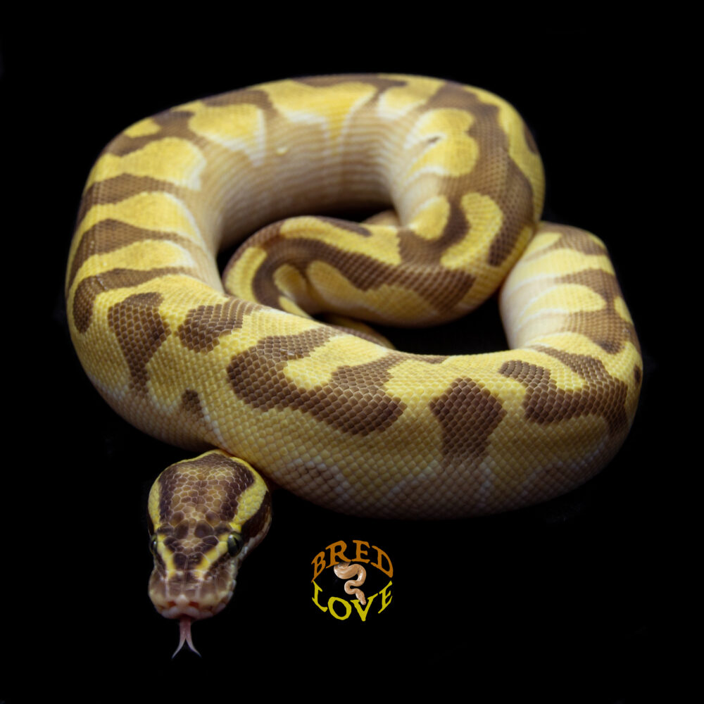 Peanut - Pastel Enchi Lesser Ghost Ball Python