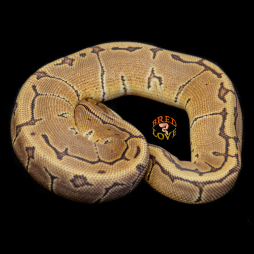 Petunia - Enchi Pinstripe het Ultramel Ball Python