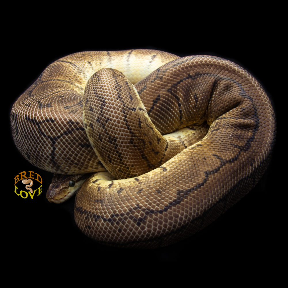 Pinelope - Lemonblast Ball Python