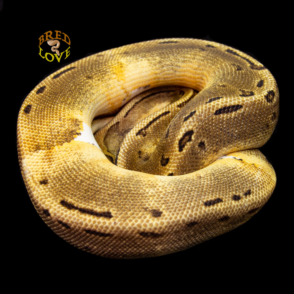 Pinny - Pinstripe Pied Ball Python