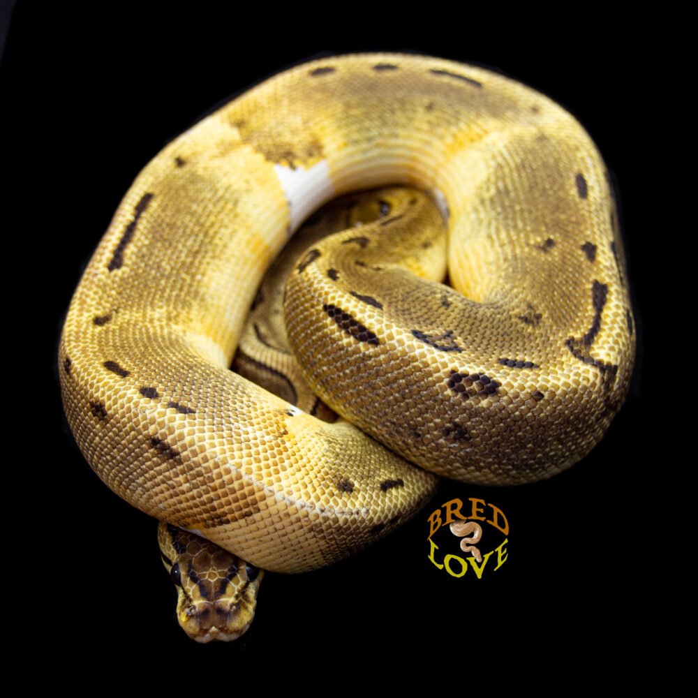 Pinny - Pinstripe Piebald Ball Python