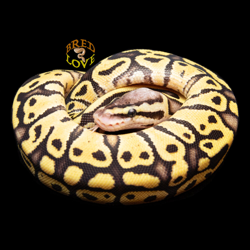 Queenie - Firefly het Clown