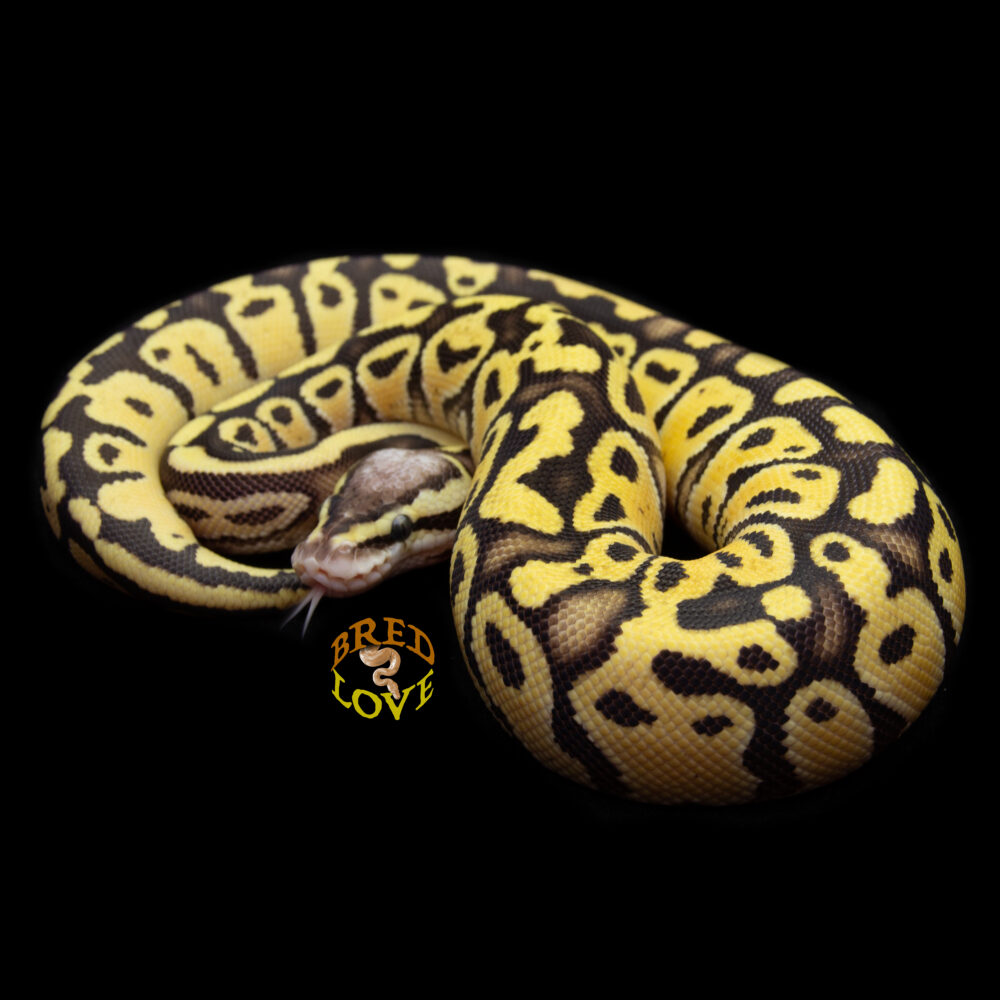 Queenie - Firefly het Clown