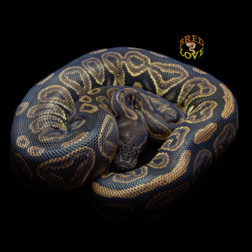 Racer - Black Pastel Ball Python