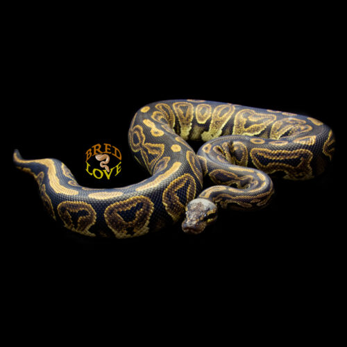 Racer - Black Pastel Ball Python