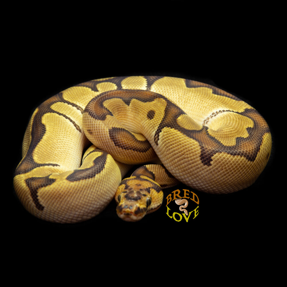 Rembrandt - Clown Ball Python