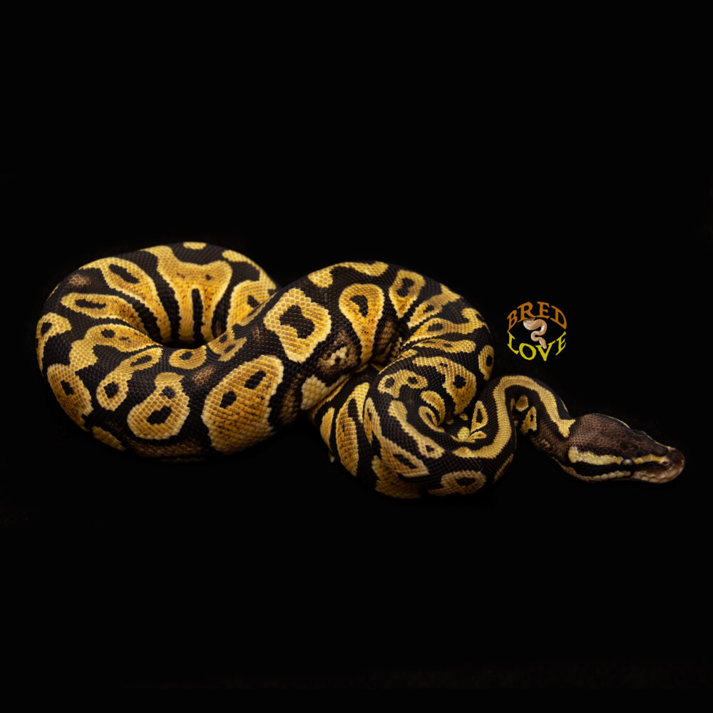 Sandy - Pastel Yellowbelly het Desert Ghost Ball Python