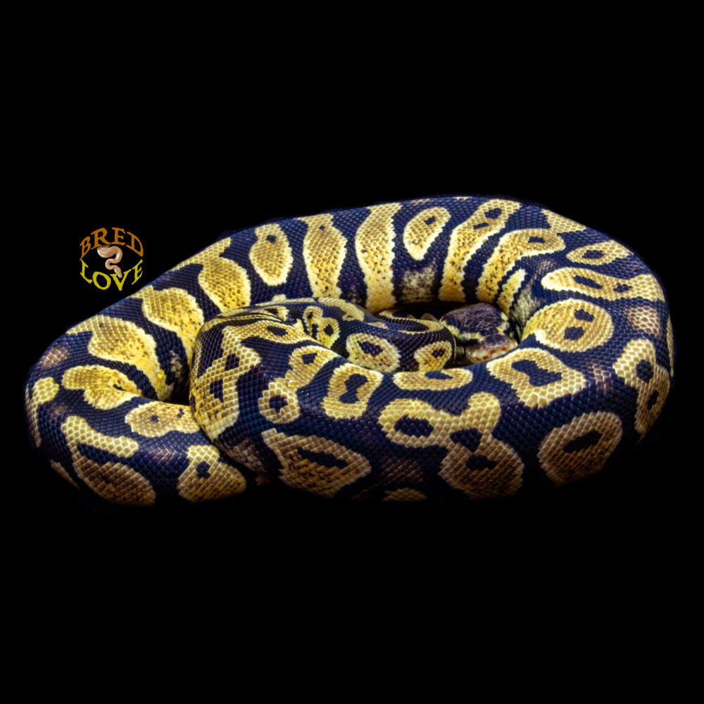 Sandy - Pastel Yellowbelly het Desert Ghost