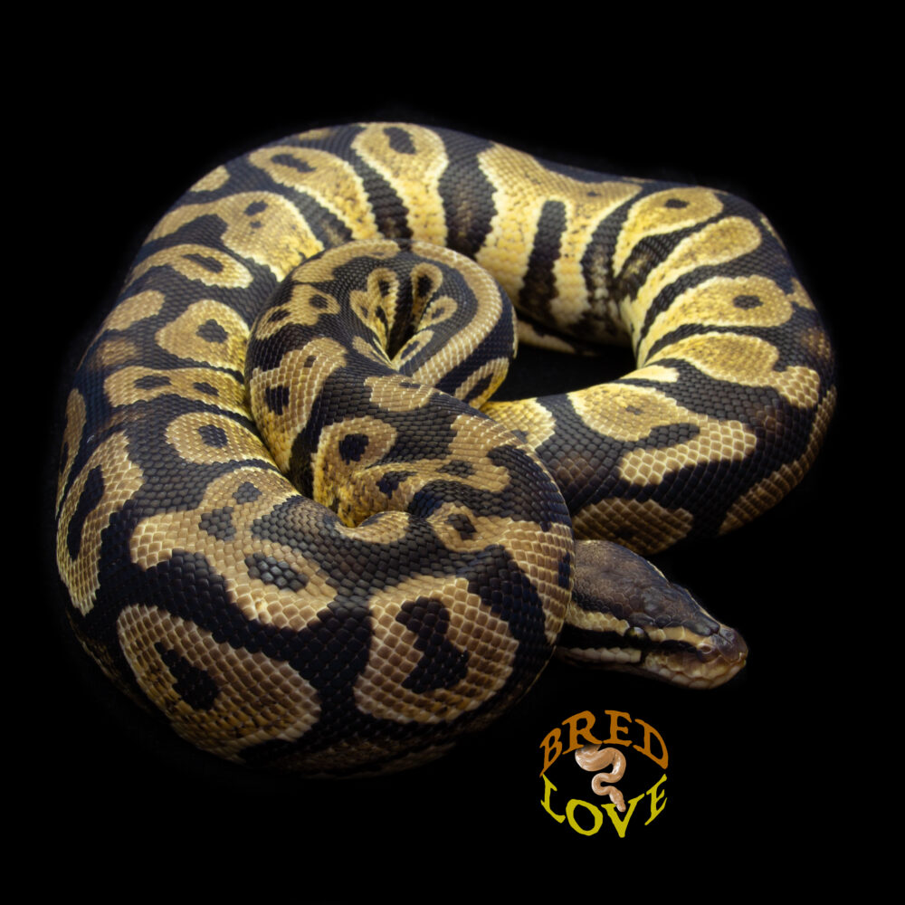 Sandy - Pastel Yellowbelly het Desert Ghost