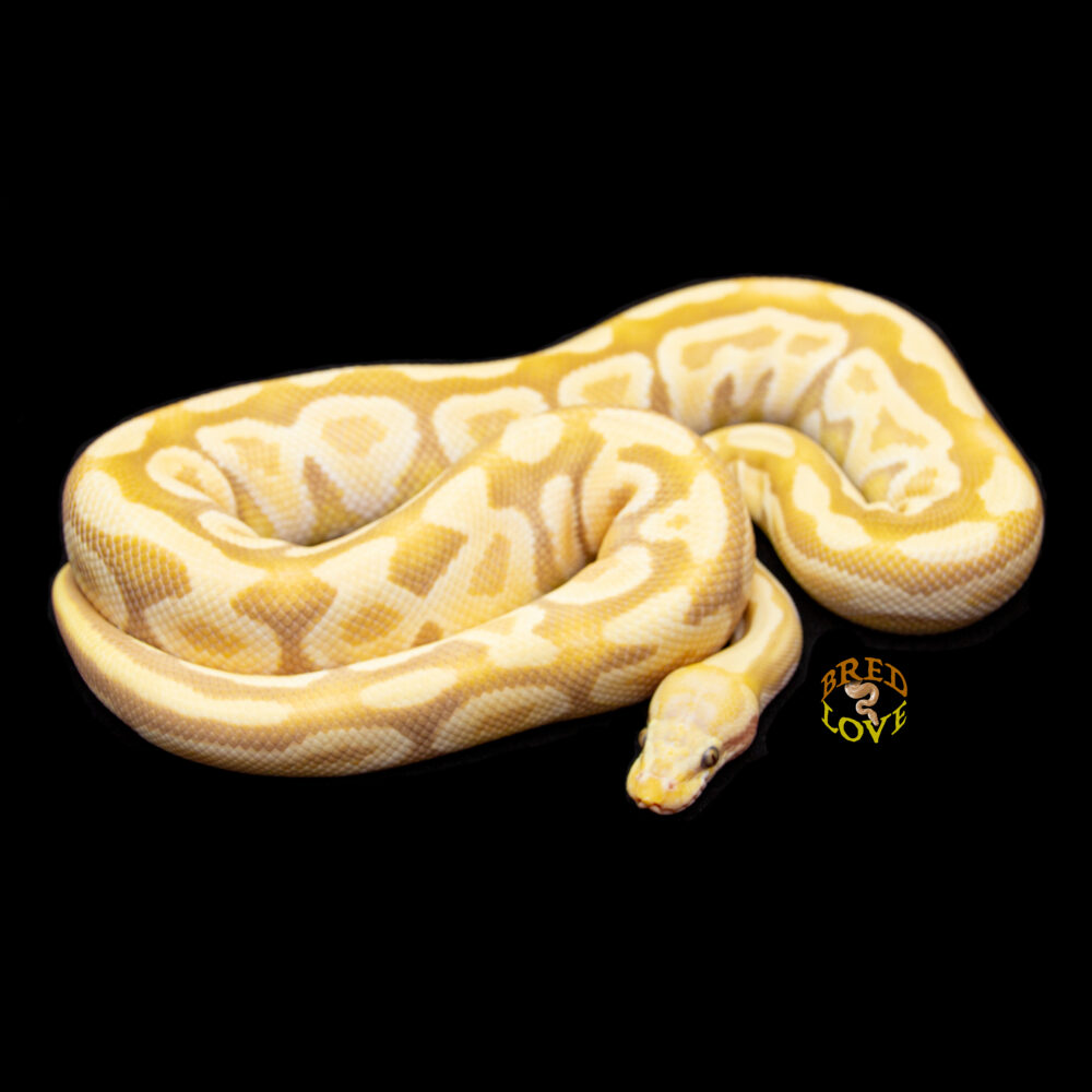 Simba - Pastave Candy Ball Python