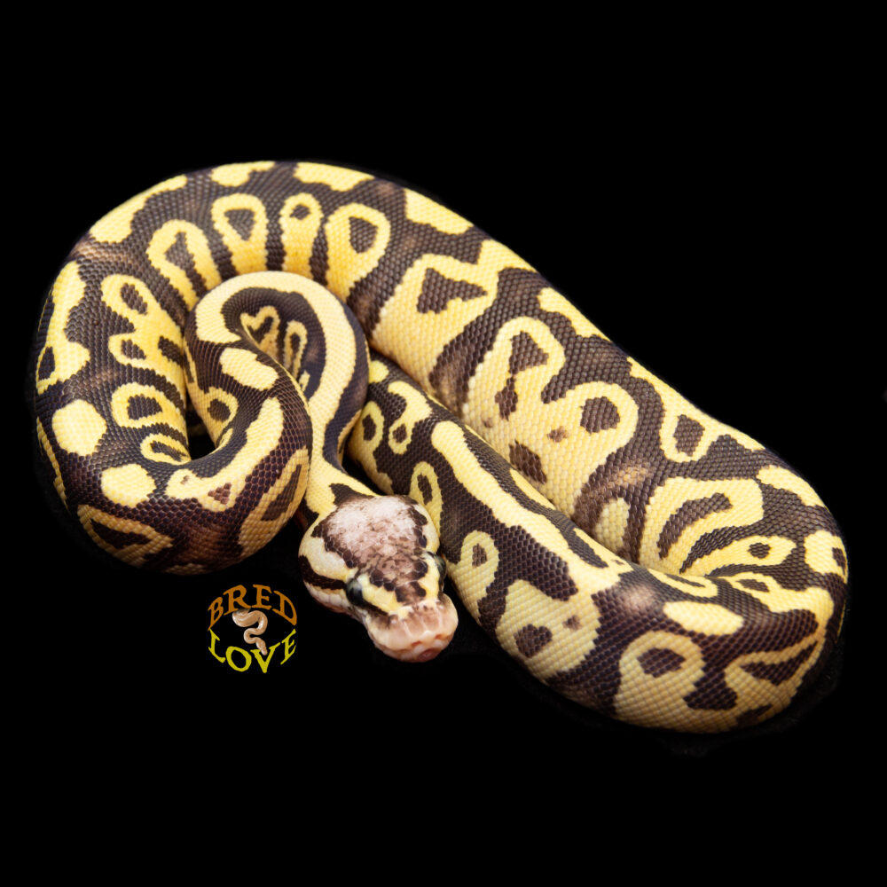 Smoky - Pastel Disco/Fire het Clown