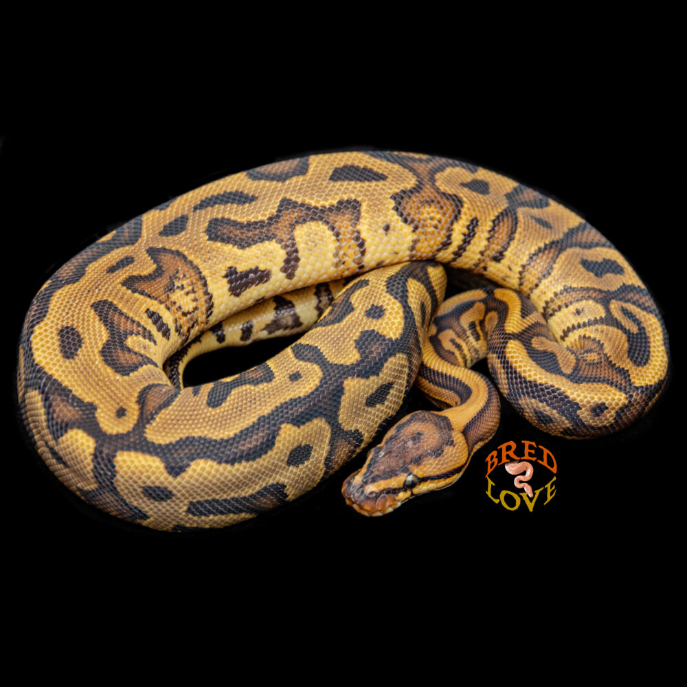 Sunda - Red Stripe Leopard het Clown Ball Python