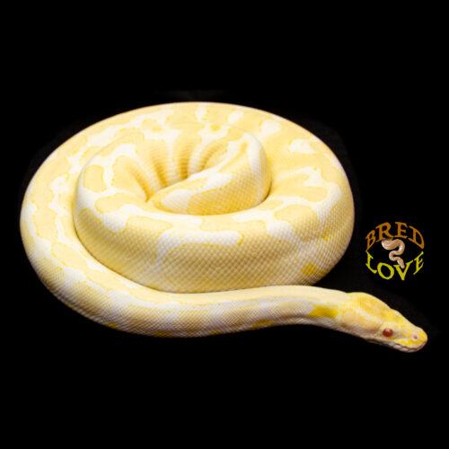 Sunny Side Up - Albino Ball Python