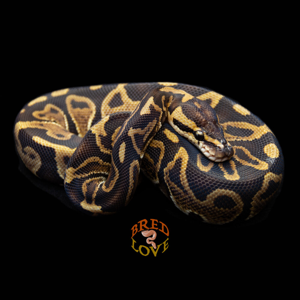 T'Challa - GHI Leopard Ball Python