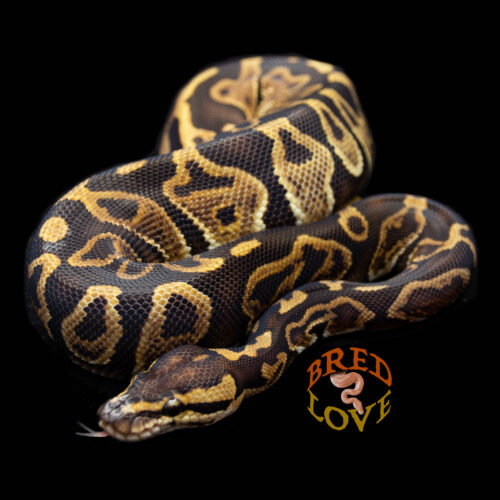 T'Challa - GHI Leopard Ball Python