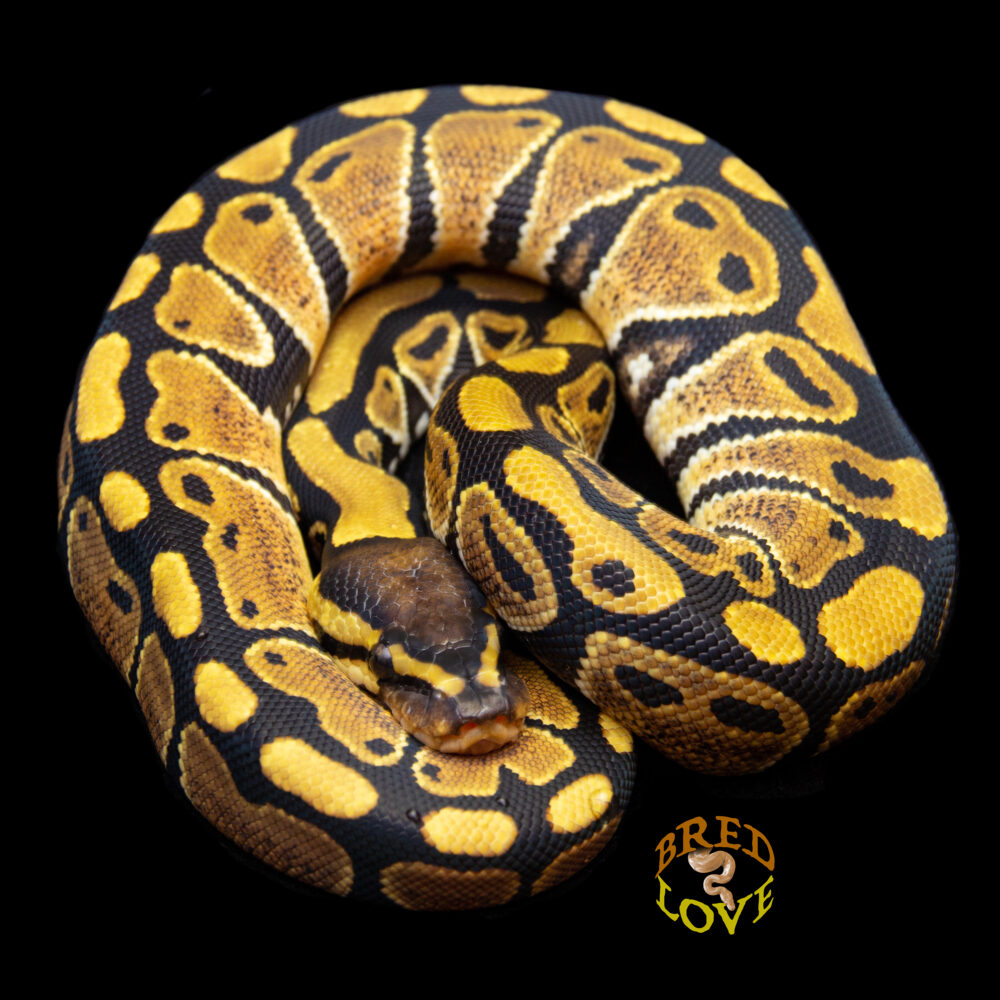 Uno - het Clown Ball Python