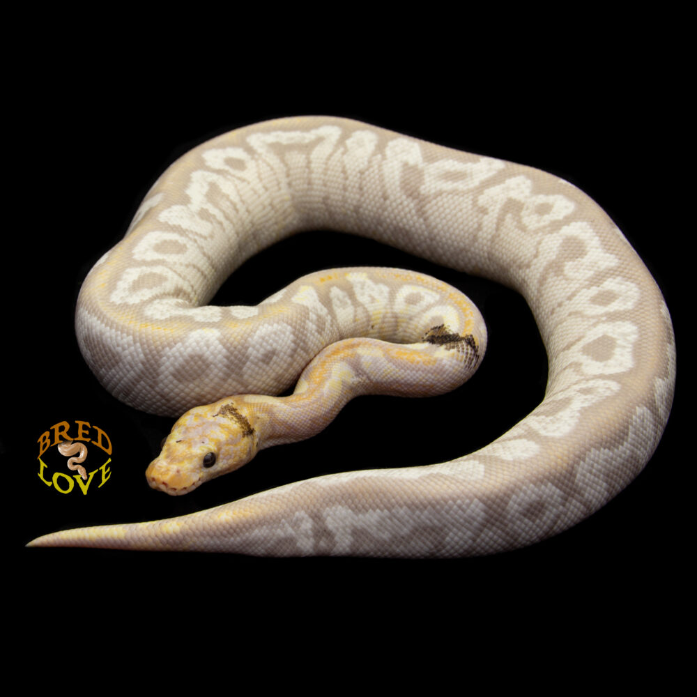 Van Gogh - Banana Enchi Spotnose Clown Ball Python