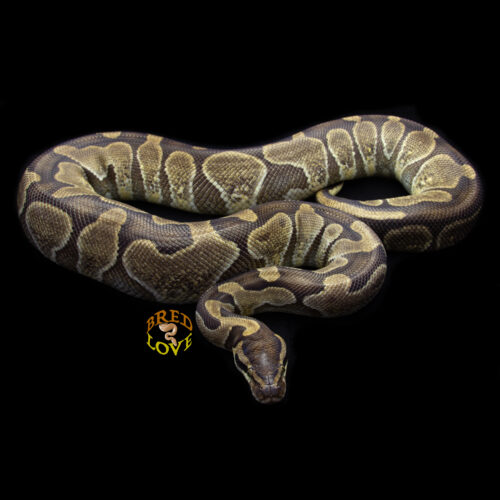 Verde - Enchi Ball Python