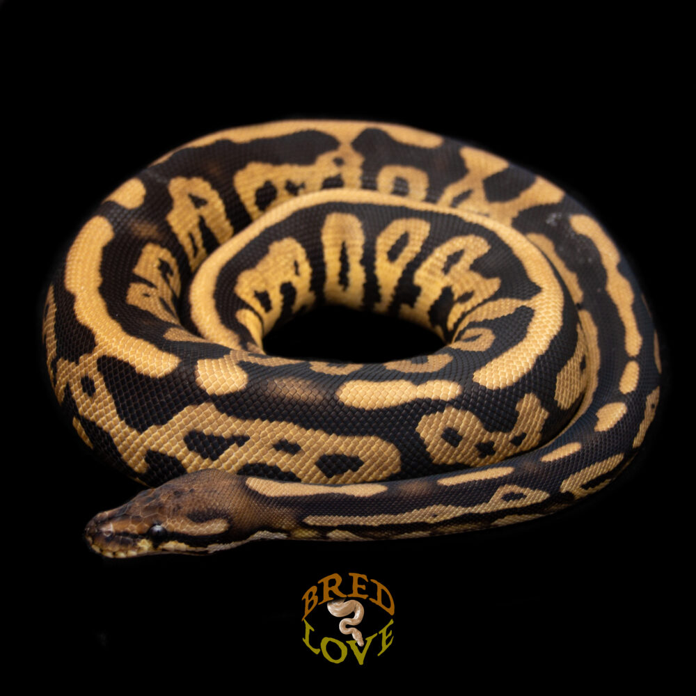 WildStyle - Acid Black Pastel Orange Dream het Candino