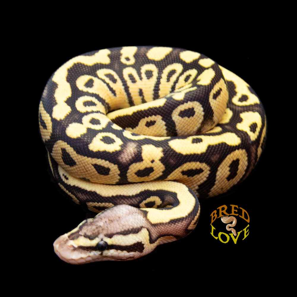 Ziggy - Firefly het Clown