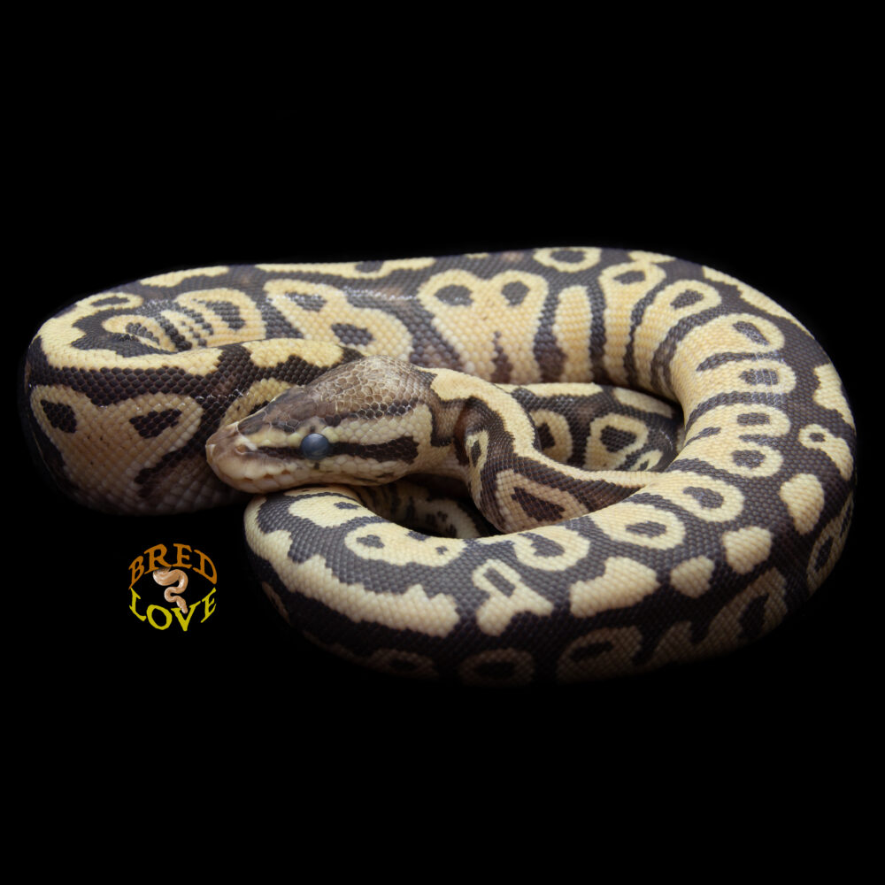 Ziggy - Firefly het Clown